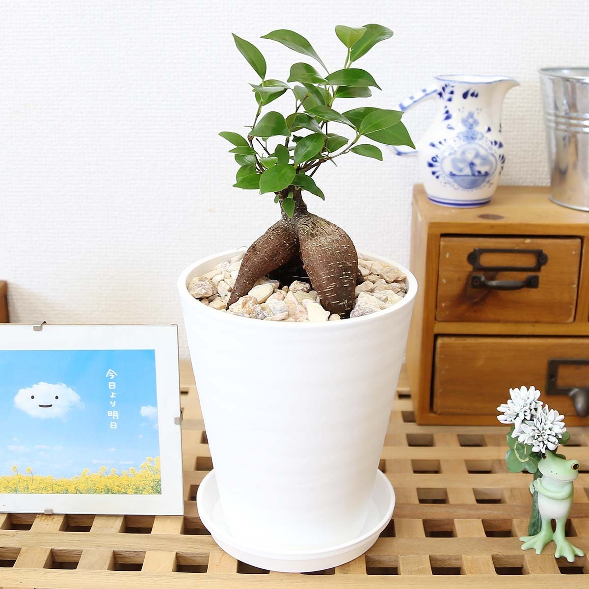  decorative plant ..... is said that ...gaju maru 5 number is possible to choose Sera art pot free shipping 