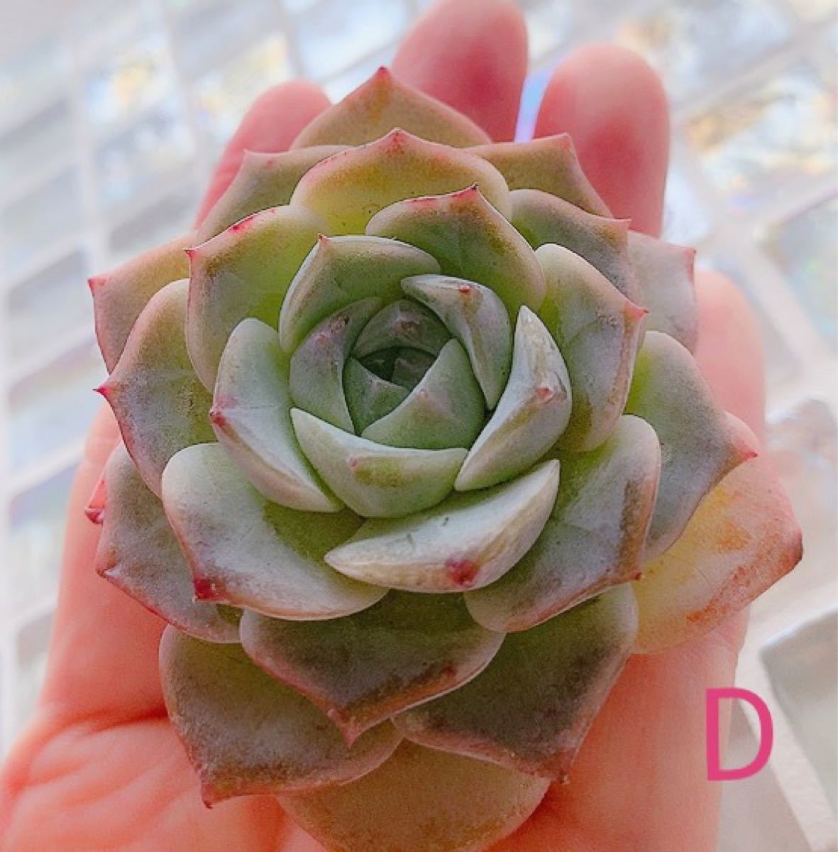 Paypayフリマ 多肉植物 エケベリア アメイジンググレイス 美苗 大苗 紅葉してます Paypayフリマ 多肉植物 エケベリア アメイジンググレイス 美苗 大苗 紅葉してます