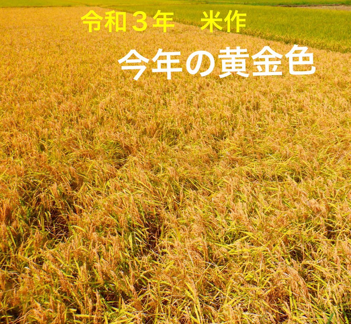 減農薬米 令和３年新米　三重県産コシヒカリ　無洗米１０キロ 精米　全国送料込_画像7
