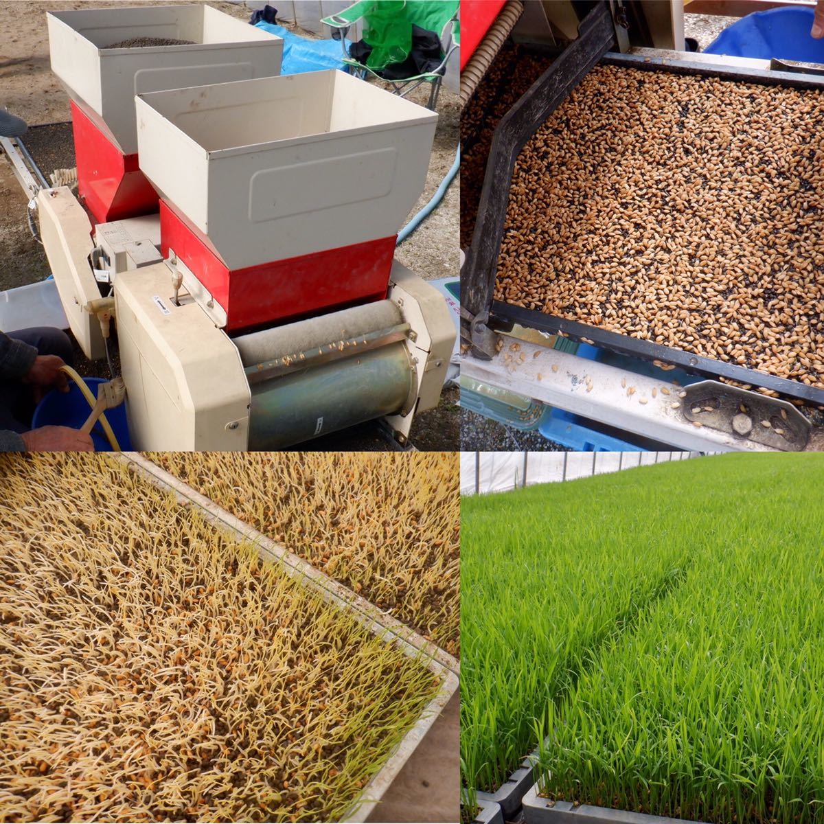 減農薬米 三重県産コシヒカリ 玄米２０キロ 10kg×2袋　全国送料込_画像2