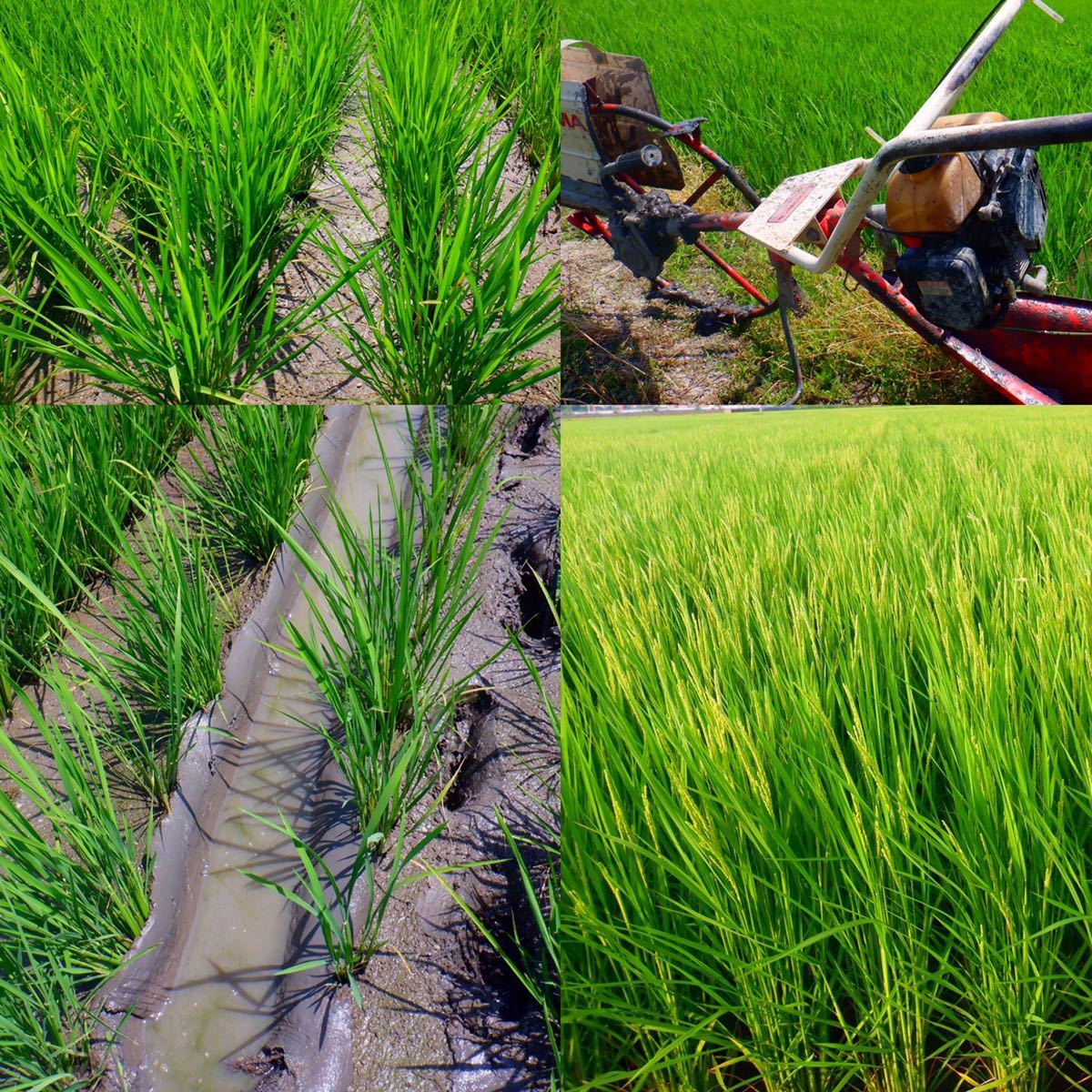 減農薬米 令和３年新米　三重県産コシヒカリ　玄米１０キロ 全国送料込_画像5