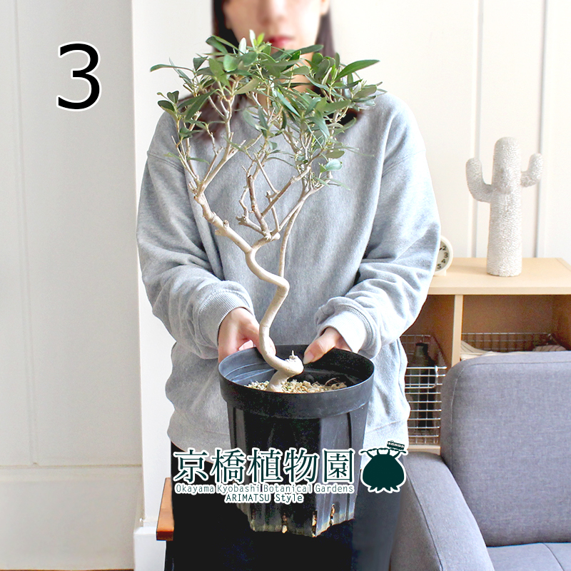 【現品】オリーブ 曲がり 6号 黒鉢（3）Olea europaea