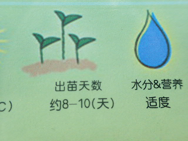 送料無料／赤いひまわりの種15粒+α　発芽率９０％　向日葵 ヒマワリ レッド ガーデニング 赤ヒマワリ　ガーデニング_発芽時間 ８日～１０日