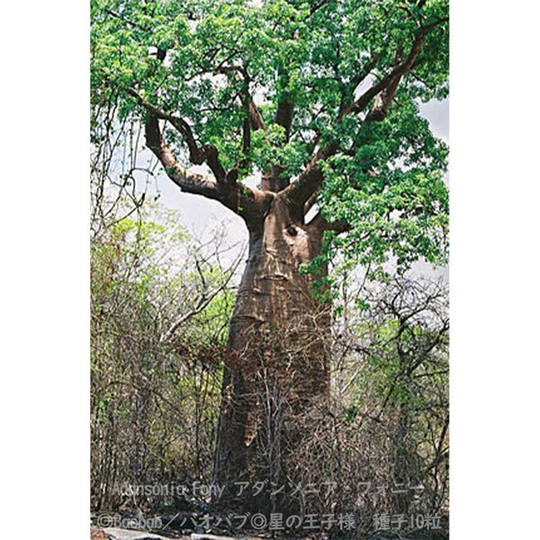 多肉植物 種子 種 アダンソニア フォニー Adansonia Fony バオバブ Baobab 星の王子様 種子10粒_画像3