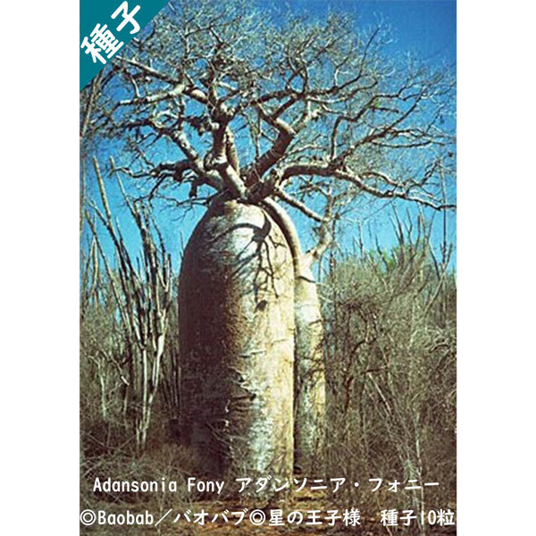 多肉植物 種子 種 アダンソニア フォニー Adansonia Fony バオバブ Baobab 星の王子様 種子10粒_画像1