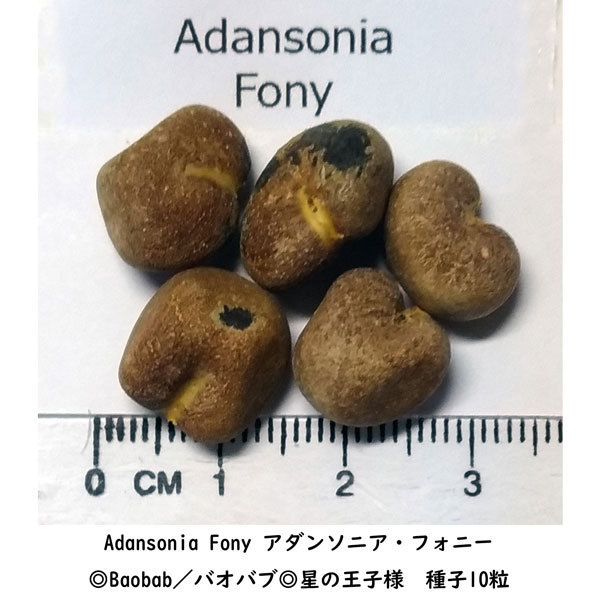多肉植物 種子 種 アダンソニア フォニー Adansonia Fony バオバブ Baobab 星の王子様 種子10粒_画像2