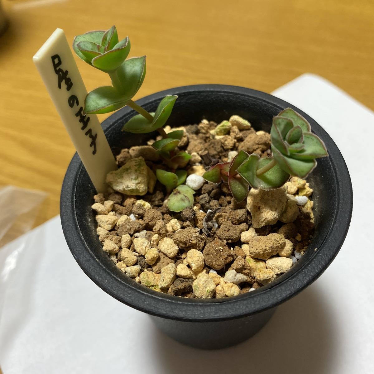 ヤフオク 多肉植物 星の王子 抜き苗 ヤフオク 多肉植物 星の王子 抜き苗