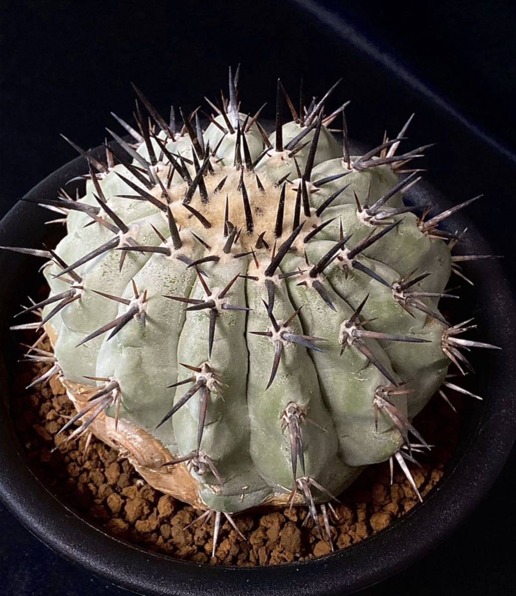 超強棘 Copiapoa コピアポア シネレア 大株 黒王丸 接降 漆黒の太い棘