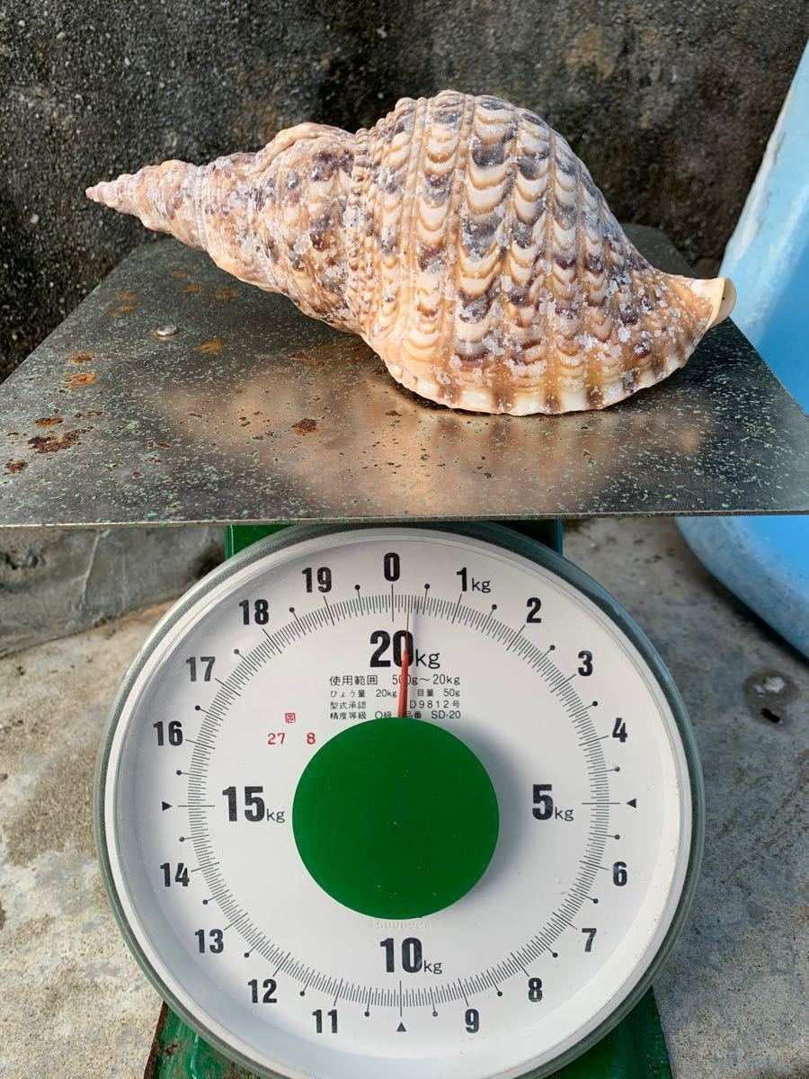 法螺貝 ホラガイ ホラ貝 24 0cm 宮古島産|Yahoo!フリマ(旧 法螺貝 ホラガイ ホラ貝 24 0cm 宮古島産|Yahoo!フリマ(旧