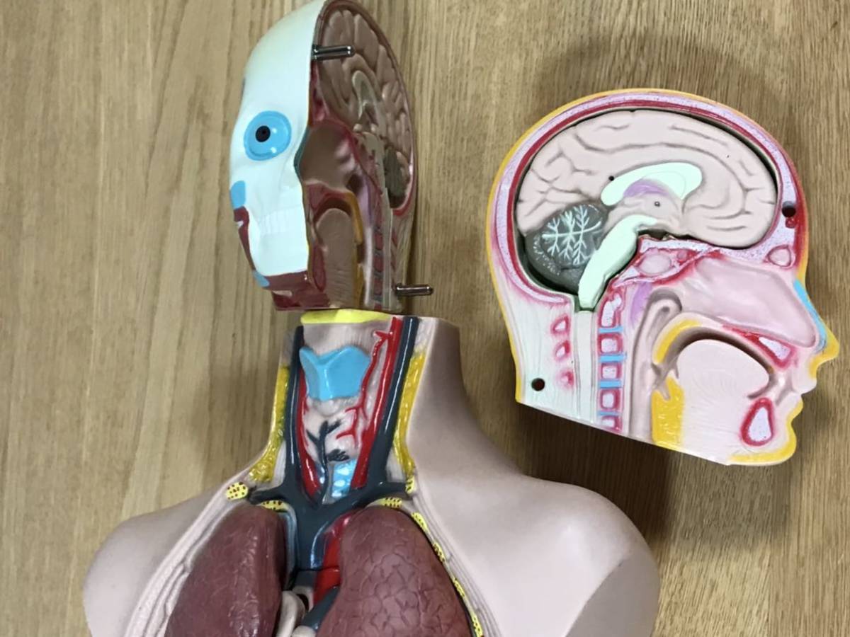 送料無料 リアル 人体模型 内臓　断面　臓器 背骨の模型 神経 解剖学 整骨院 整形外科 教材_画像4