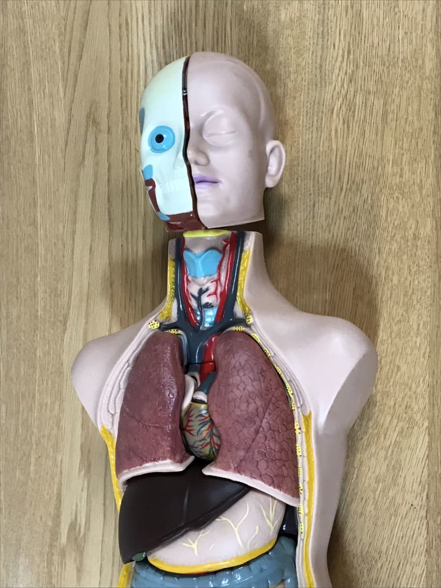 送料無料 リアル 人体模型 内臓　断面　臓器 背骨の模型 神経 解剖学 整骨院 整形外科 教材_画像2