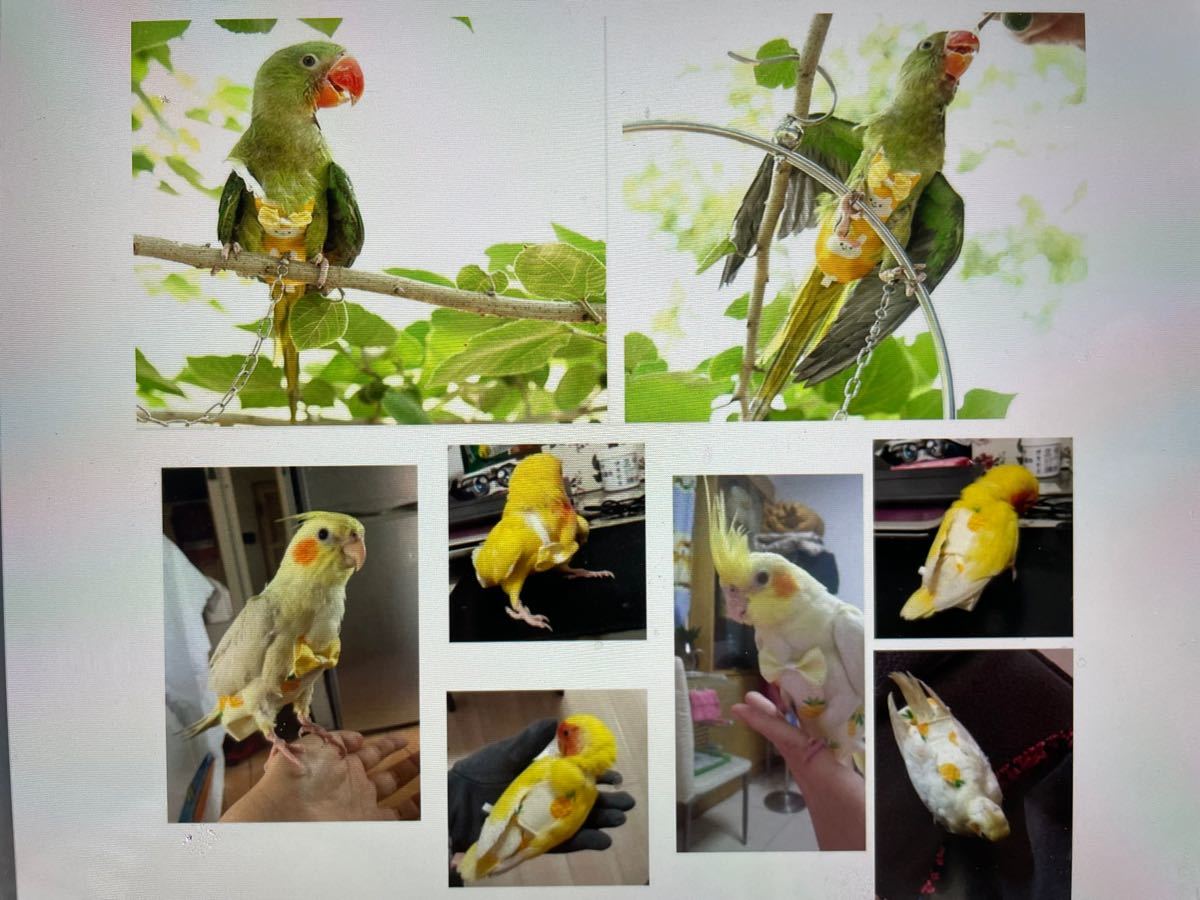 Paypayフリマ 鳥のオムツ Xsサイズ インコグッズ フライトオムツスーツ 赤水玉 Xs Paypayフリマ 鳥のオムツ Xsサイズ インコグッズ フライトオムツスーツ 赤水玉 Xs