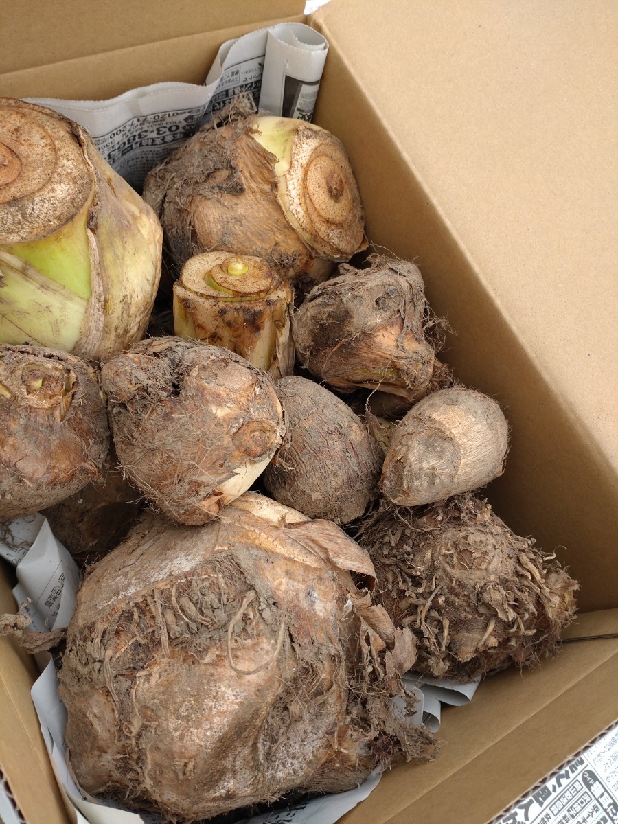 Paypayフリマ 里芋の親 親芋 おやいも 3kg 無農薬栽培 Paypayフリマ 里芋の親 親芋 おやいも 3kg 無農薬栽培