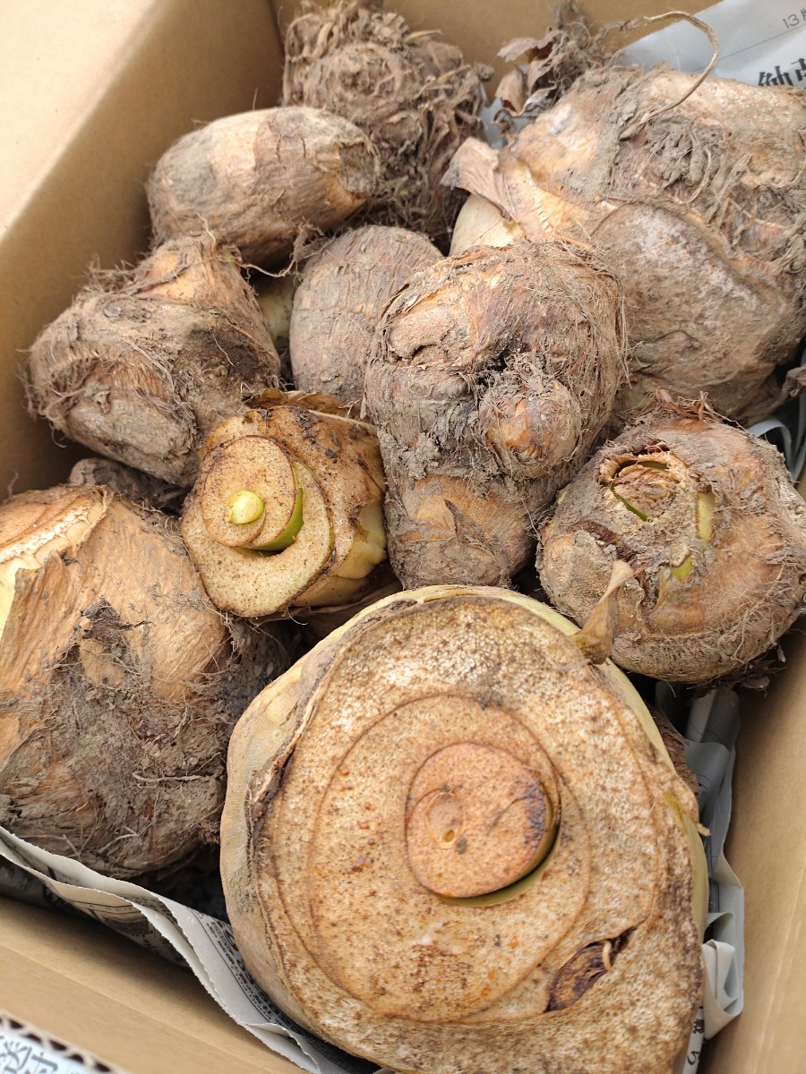 Paypayフリマ 里芋の親 親芋 おやいも 3kg 無農薬栽培 Paypayフリマ 里芋の親 親芋 おやいも 3kg 無農薬栽培