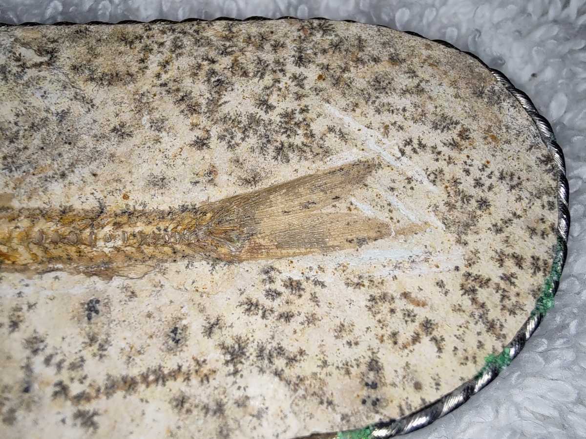 中古 魚 化石 ペンダント トップ fish fossil pendant top 石部分 長さ 約７cm