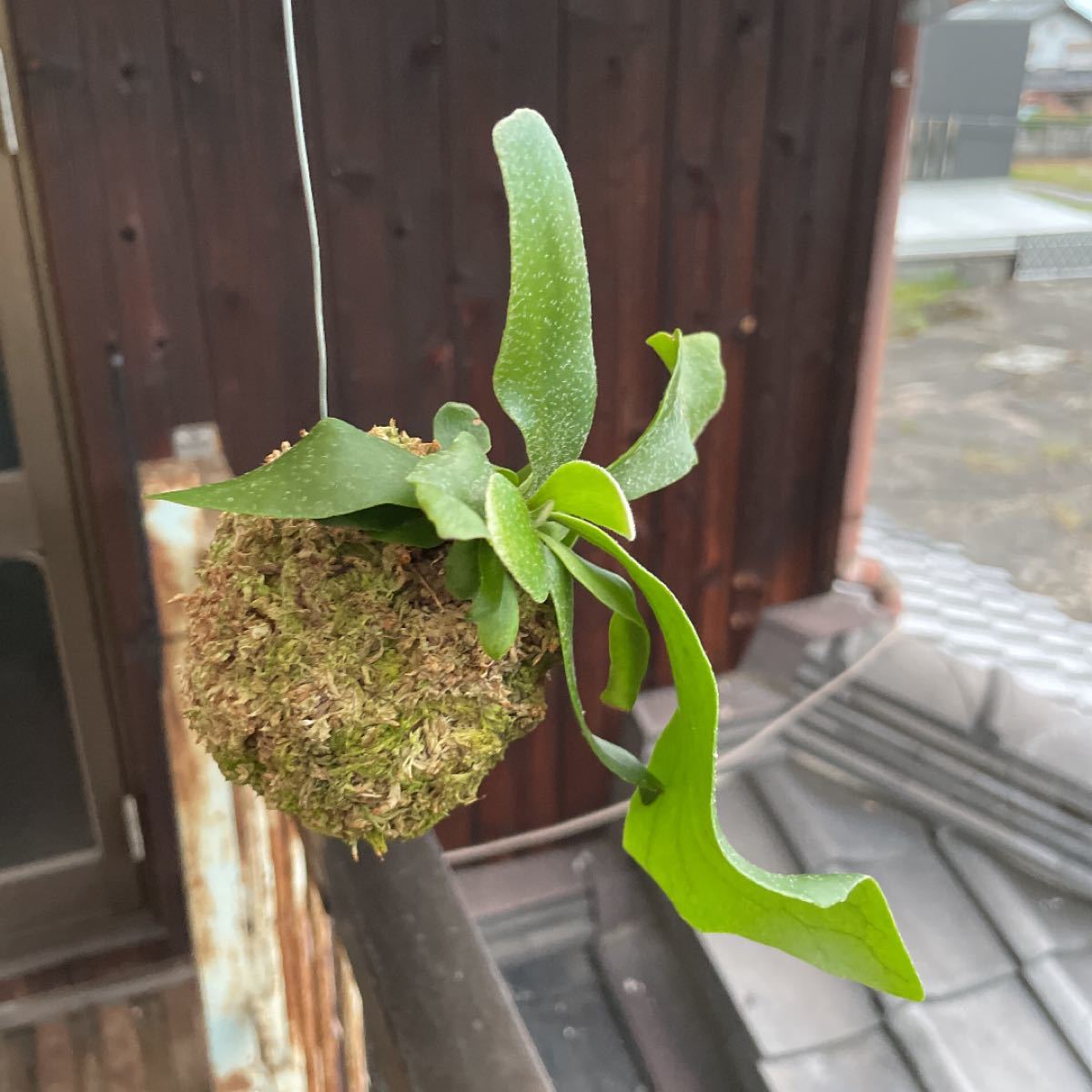 ビカクシダ ネザーランド 苔玉 吊るし苔玉