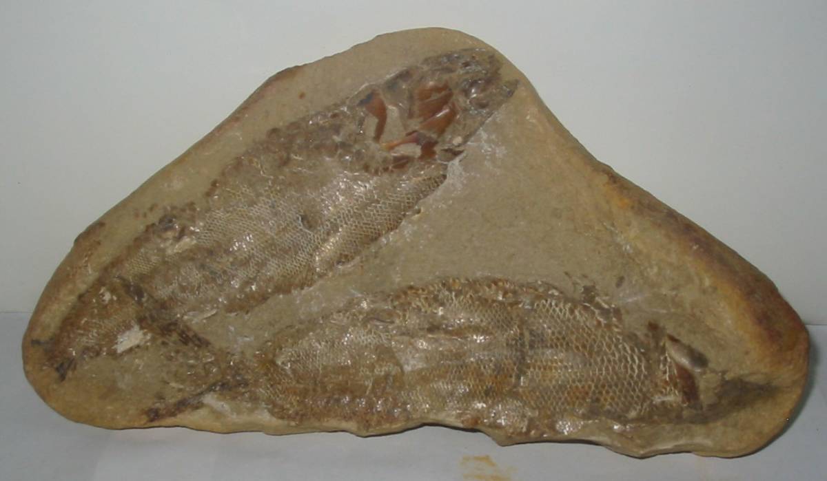 * fossil / fish. fossil . becomes. (B6 large 2K)