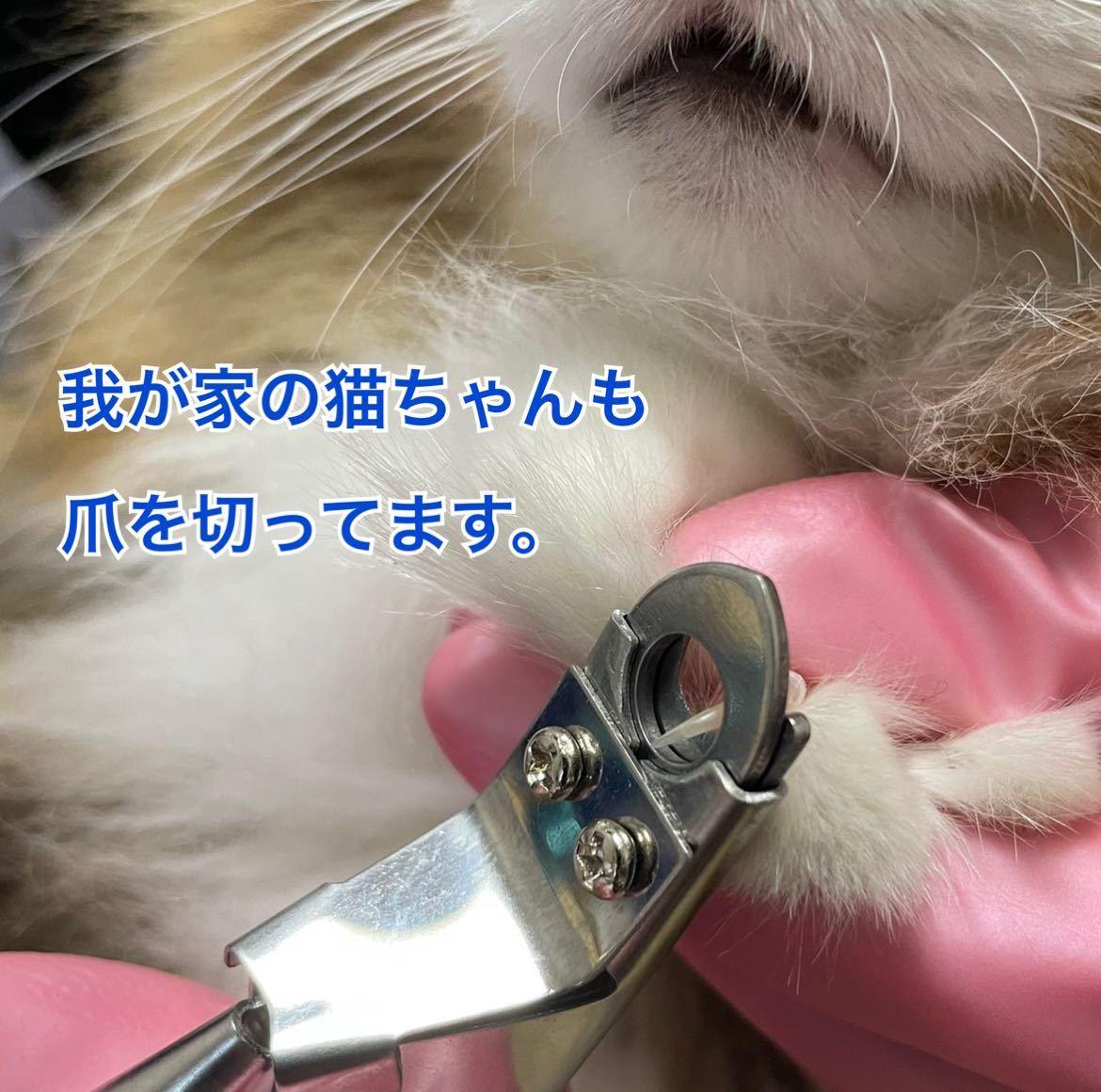 ペット用爪切り ネイルクリッパー ギロチンタイプ 犬用 猫用 ピンク色 爪切り 売買されたオークション情報 Yahooの商品情報をアーカイブ公開 オークファン Aucfan Com