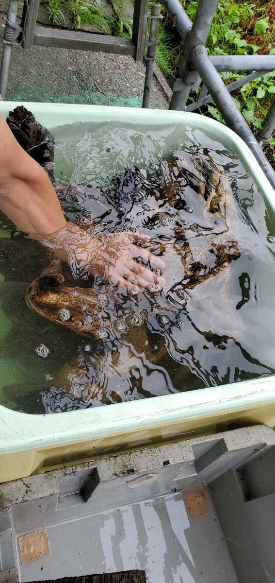 日本海　流木 Ｇ 自然物　アート　盆栽　オブジェ　アクアリウム　エアプランツ　テラリウム　ディスプレイ　飼育材　クラフト　インテリア_画像7