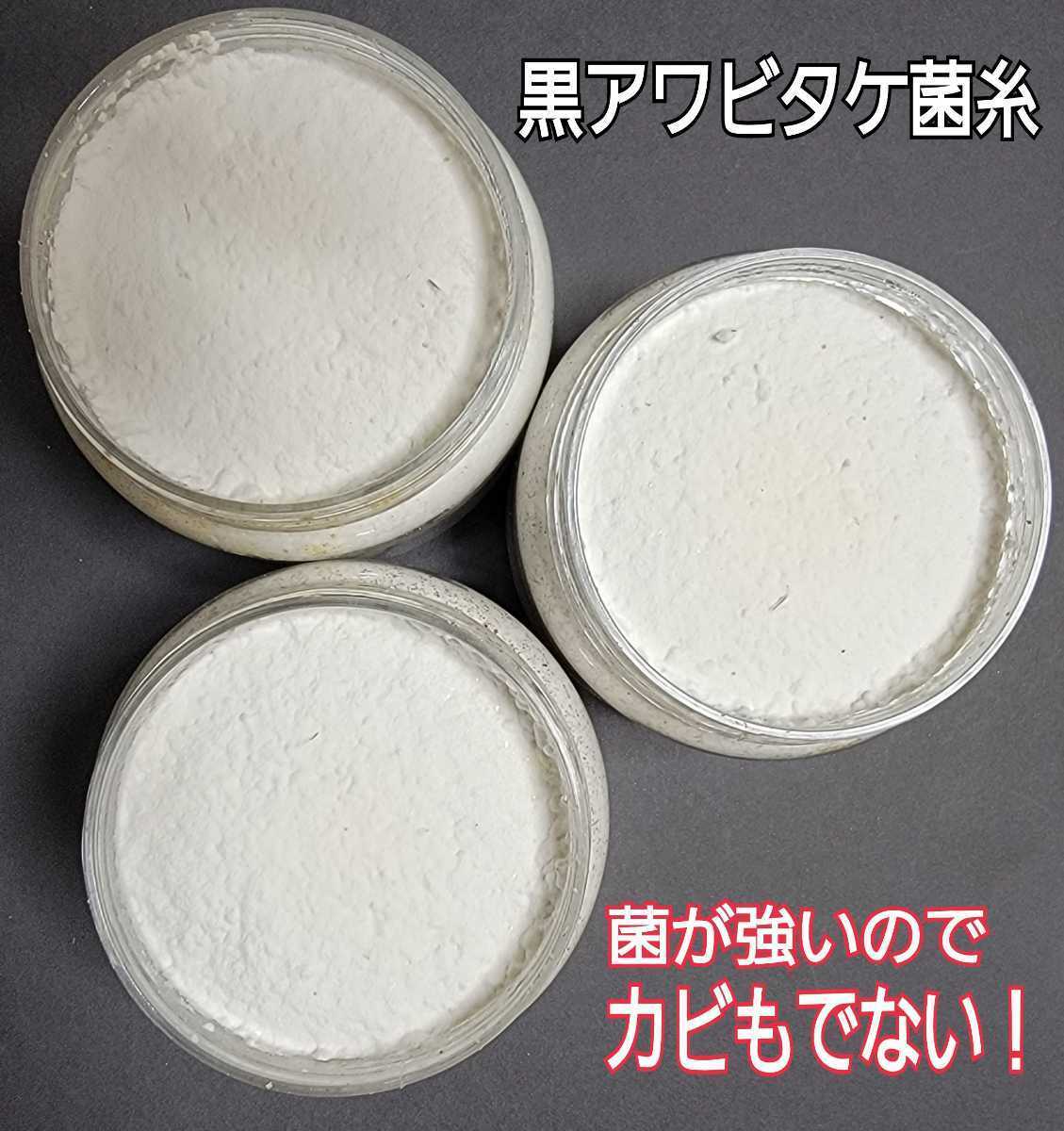 貴重！黒アワビタケ菌糸ボトル 500ml 初令、2令に最適なサイズ☆クリアボトルで中身が良く観察できる☆クヌギ100％原料　オオクワに抜群！_画像3