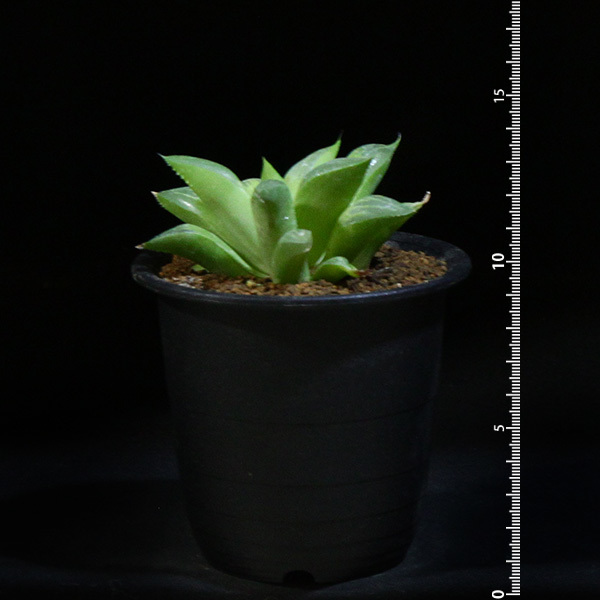 【美種】 ハオルチア・グリーン レツーサ 3号 1 PR Haworthia hyb. retusa 'green retusa' (美窓 ハオルシア ハイブリッド・オブツーサ）_画像4