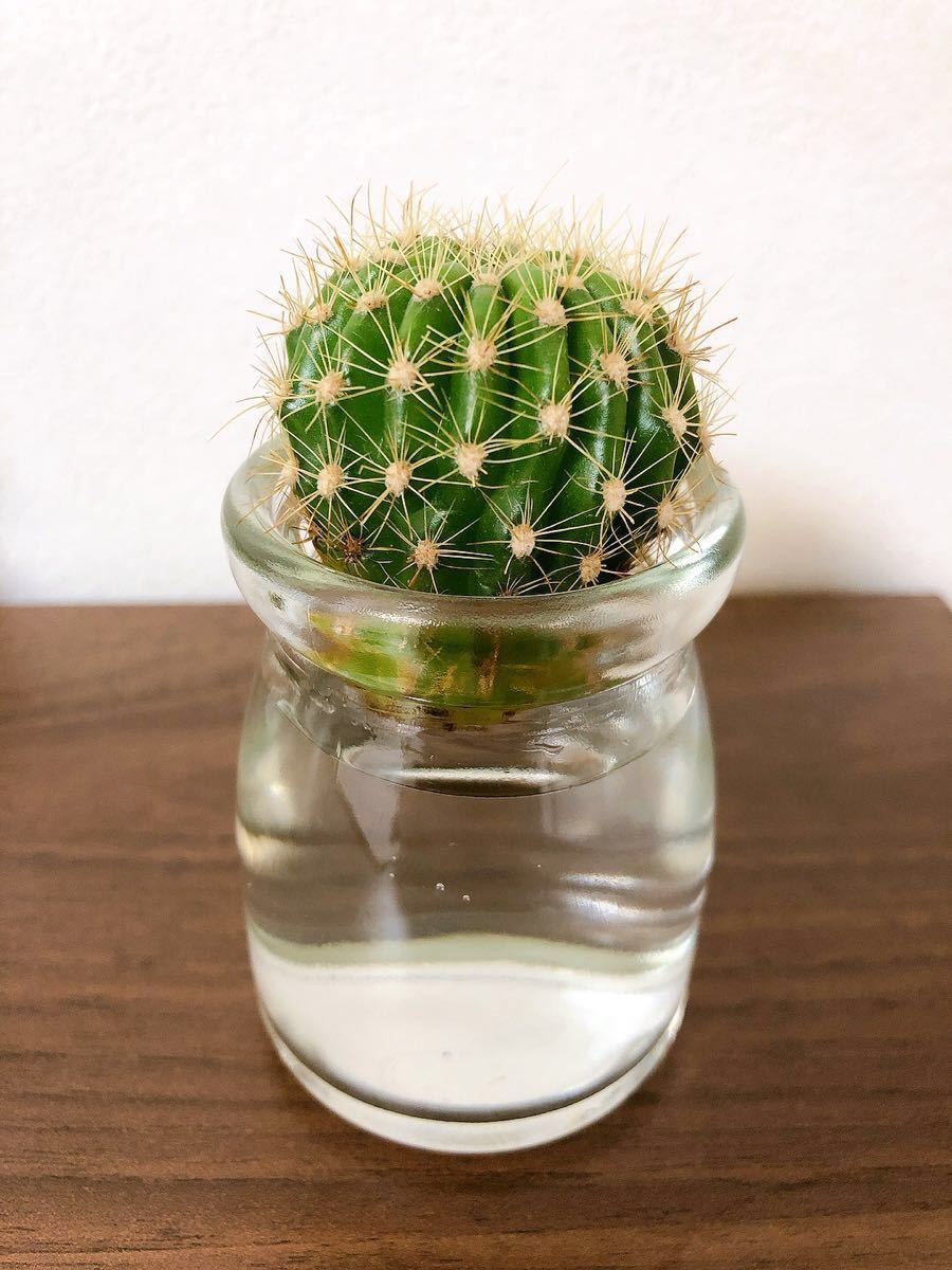 Paypayフリマ 水耕栽培 サボテン キンセイマル 金星丸 Paypayフリマ 水耕栽培 サボテン キンセイマル 金星丸