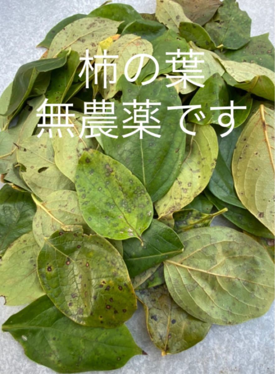 営業 農薬不使用柿の葉乾燥72g 埼玉県産