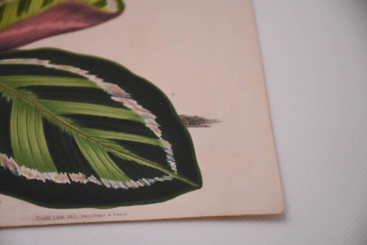 フランスアンティーク 博物画 植物画『MARANTA　ILLUSTRIS』 多色刷り石版画　ボタニカルアート_画像6