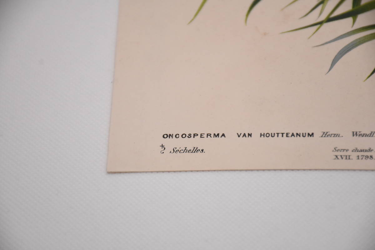 フランスアンティーク 博物画 植物画『ONCOSPERMA　VAN　HOUTTENUM』 多色刷り石版画　ボタニカルアート_画像5