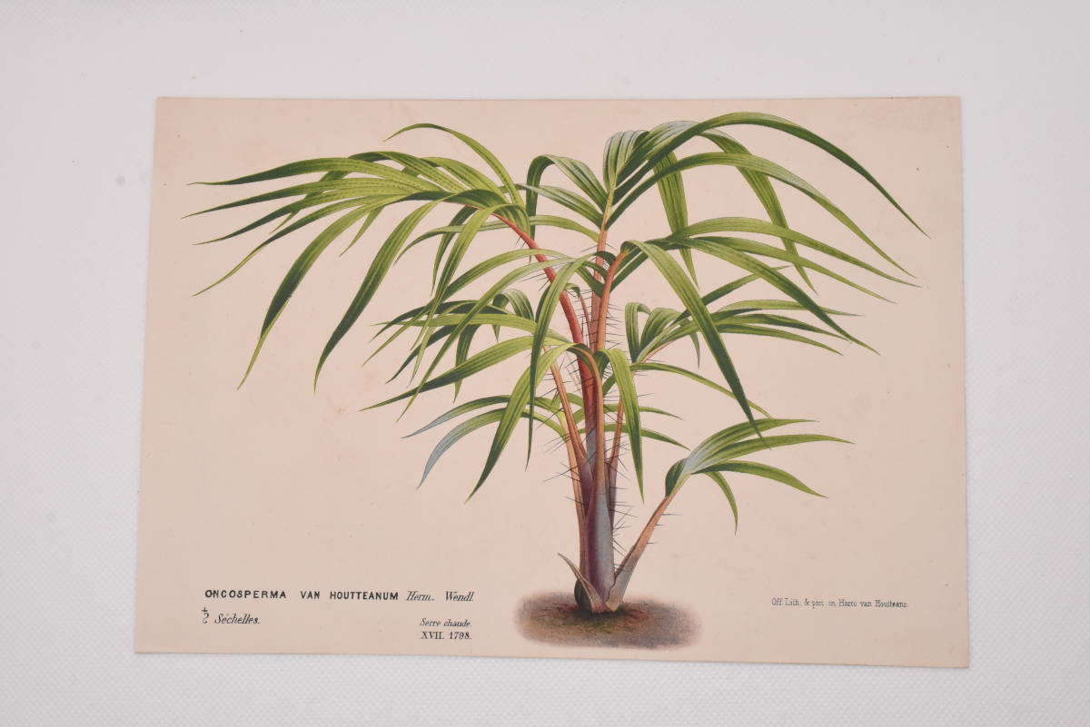 フランスアンティーク 博物画 植物画『ONCOSPERMA　VAN　HOUTTENUM』 多色刷り石版画　ボタニカルアート_画像2