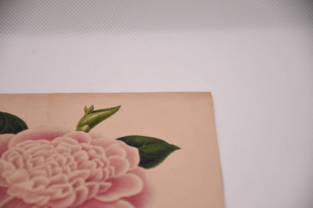 フランスアンティーク 博物画 植物画3 多色刷り石版画
