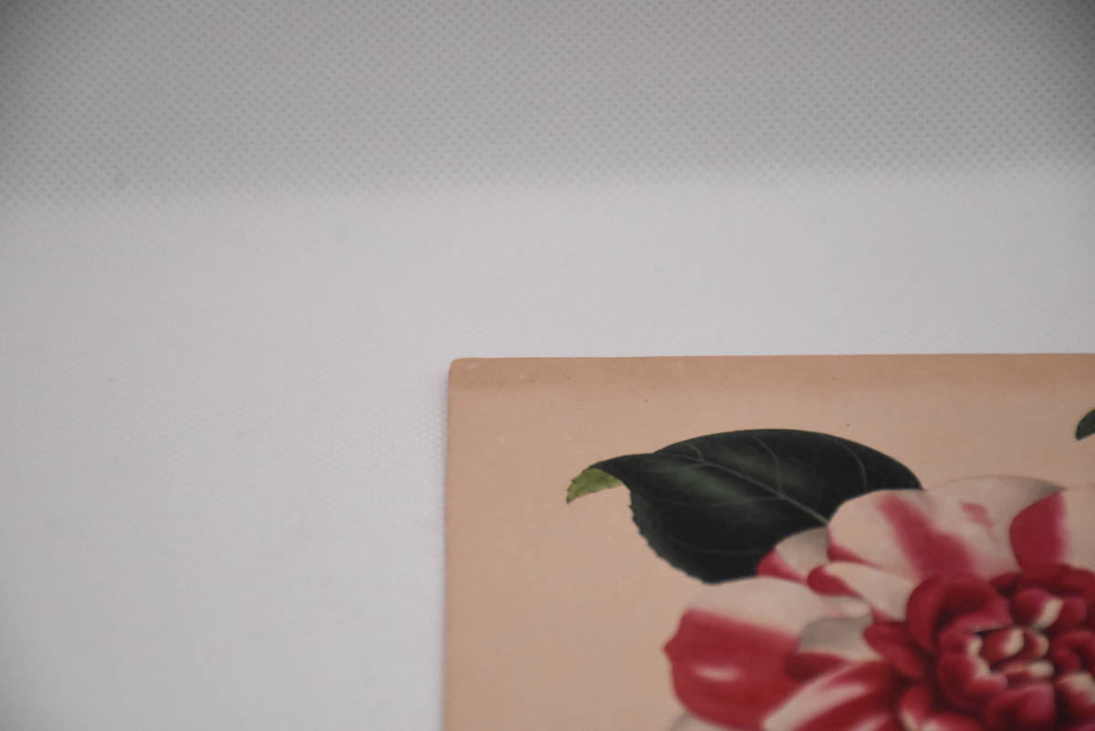 フランスアンティーク 博物画 植物画『Camellia15』 多色刷り石版画 ボタニカルアート フランスアンティーク 博物画 植物画『Camellia15』 多色刷り石版画 ボタニカルアート