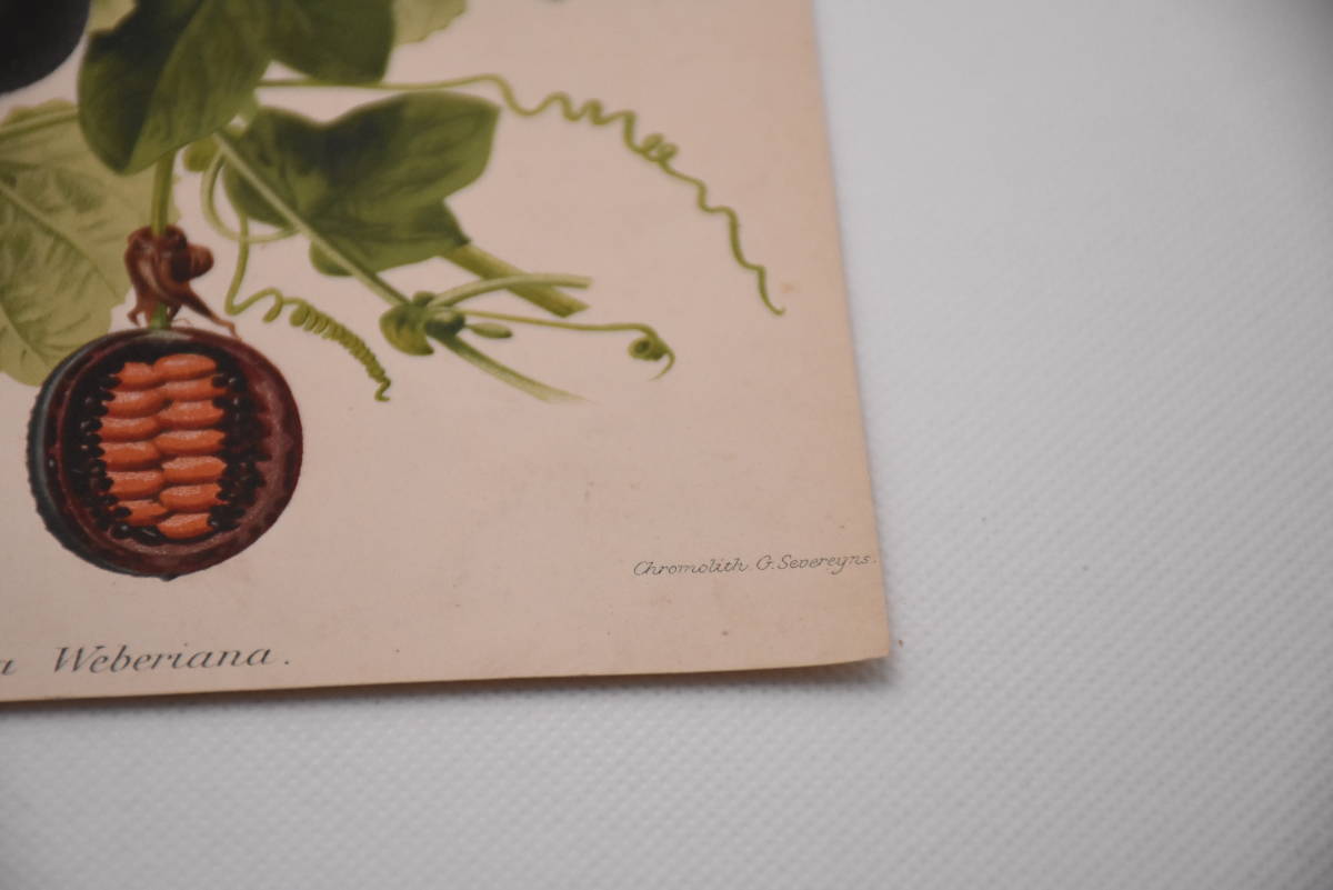 フランスアンティーク 博物画 植物画『Passiflora Weberiana』 多色刷り石版画　ボタニカルアート_画像6