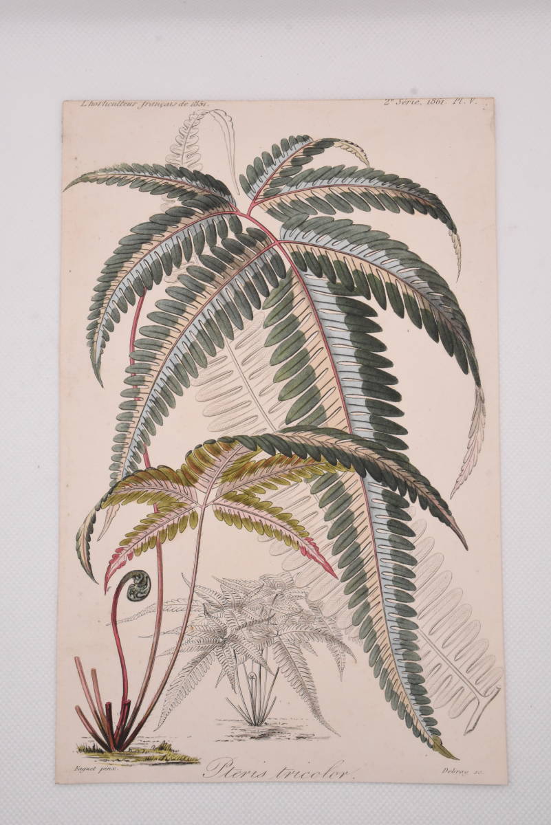 フランスアンティーク 博物画 植物画※植物名不明 多色刷り石版画