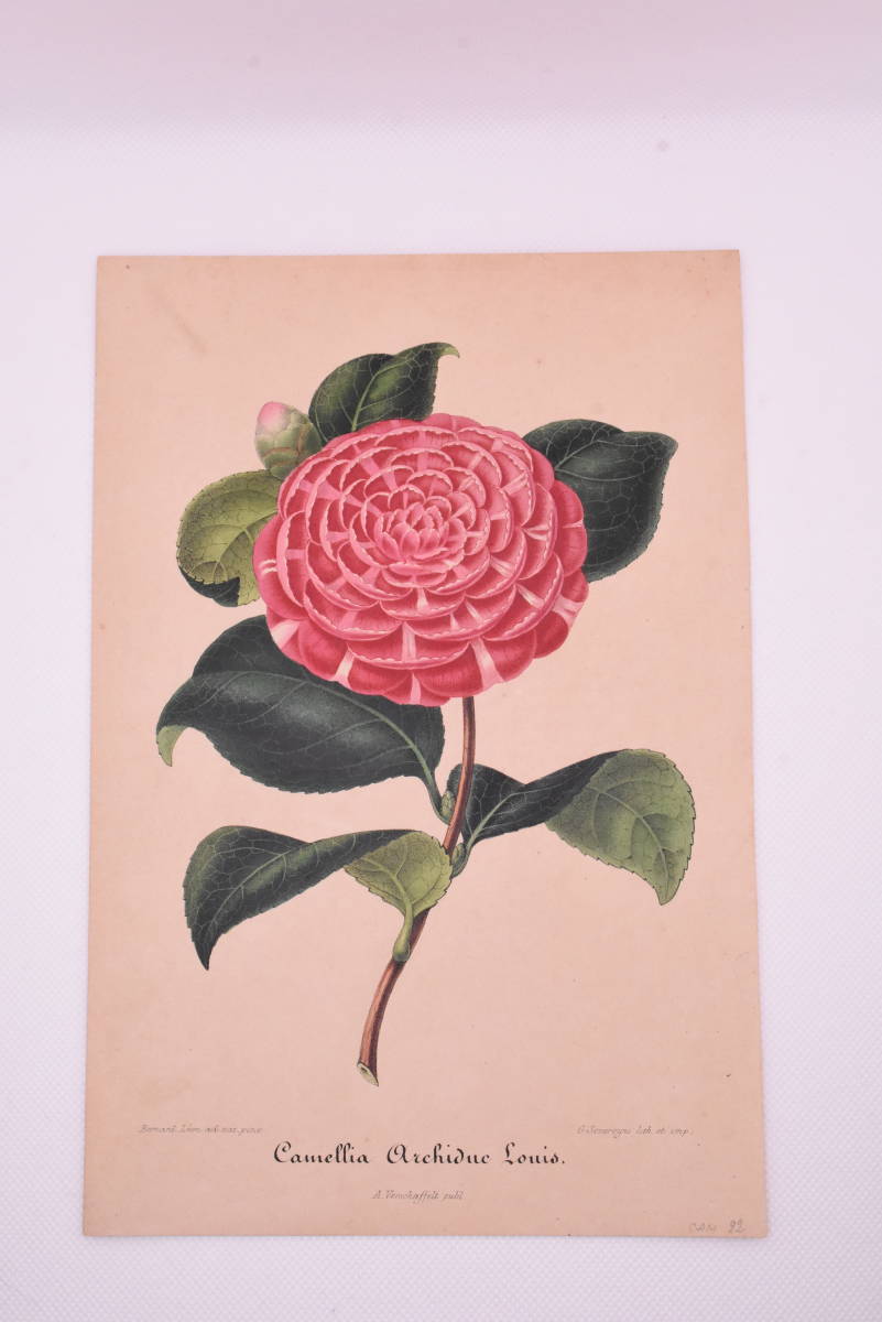 フランスアンティーク 博物画 植物画『Camellia15』 多色刷り石版画 ボタニカルアート フランスアンティーク 博物画 植物画『Camellia15』 多色刷り石版画 ボタニカルアート