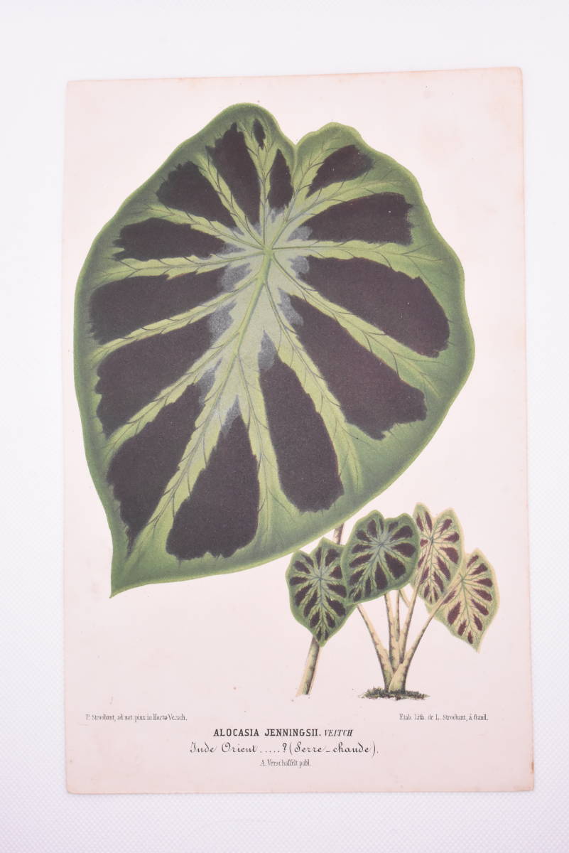 フランスアンティーク 博物画 植物画『ALOCASIA　JENNINGSHI　VEITCH』 多色刷り石版画　ボタニカルアート_画像2