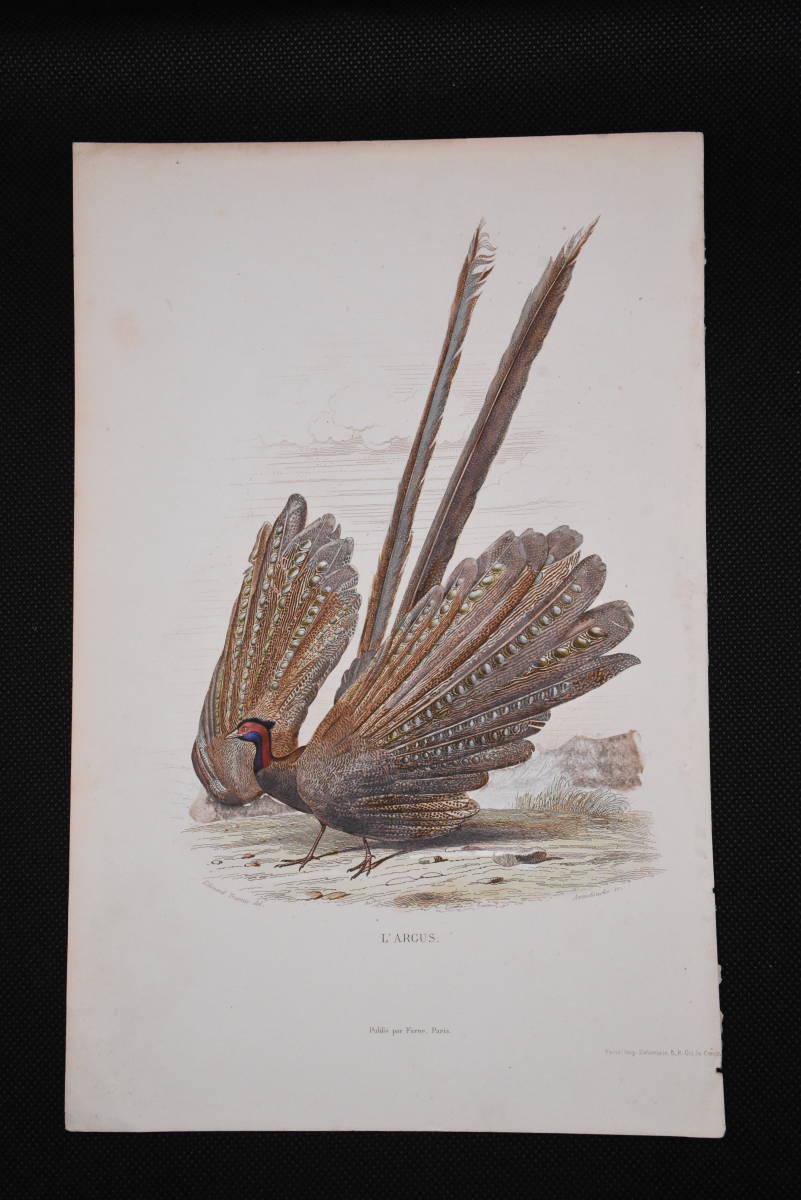 フランスアンティーク 博物画 『鳥類6　キジ』 多色刷り石版画_画像2