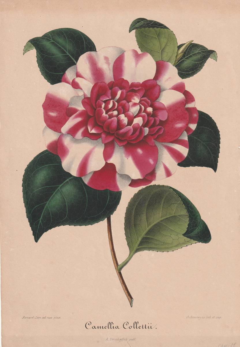 フランスアンティーク 博物画 植物画『Camellia15』 多色刷り石版画 ボタニカルアート フランスアンティーク 博物画 植物画『Camellia15』 多色刷り石版画 ボタニカルアート