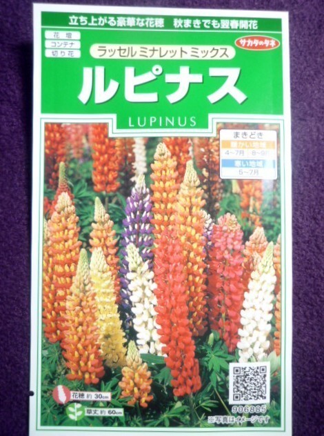 種子 ルピナス ラッセル ミナレット ミックス サカタのタネ 22 05 秋まきで翌春開花 ゆうパケット便可能