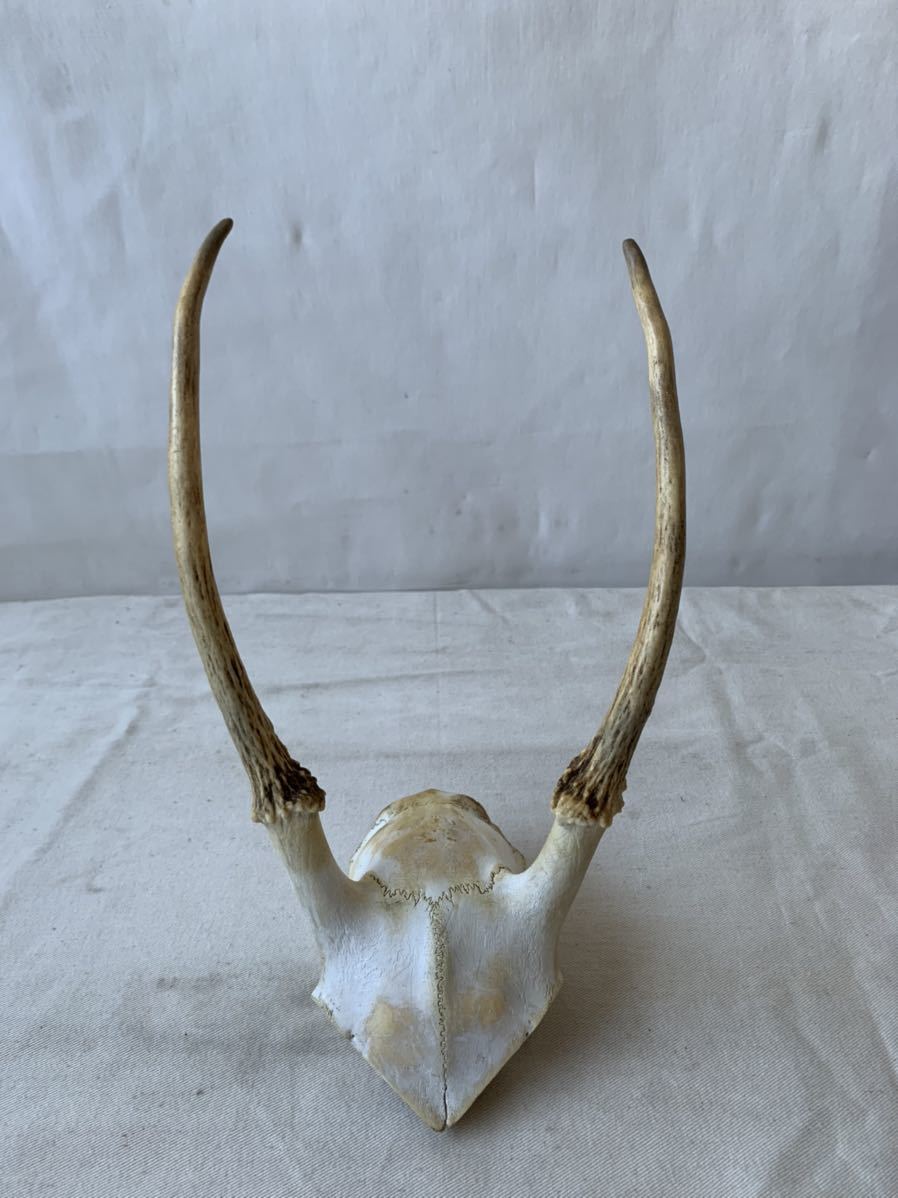 雌鹿のハンティングトロフィー 壁掛け鹿の角古道具アンティークビンテージ什器インテリアディスプレイ壁面アート頭骸骨角ホーンボーン飾り egkmrJKLxzBDIRW0-38563 その他