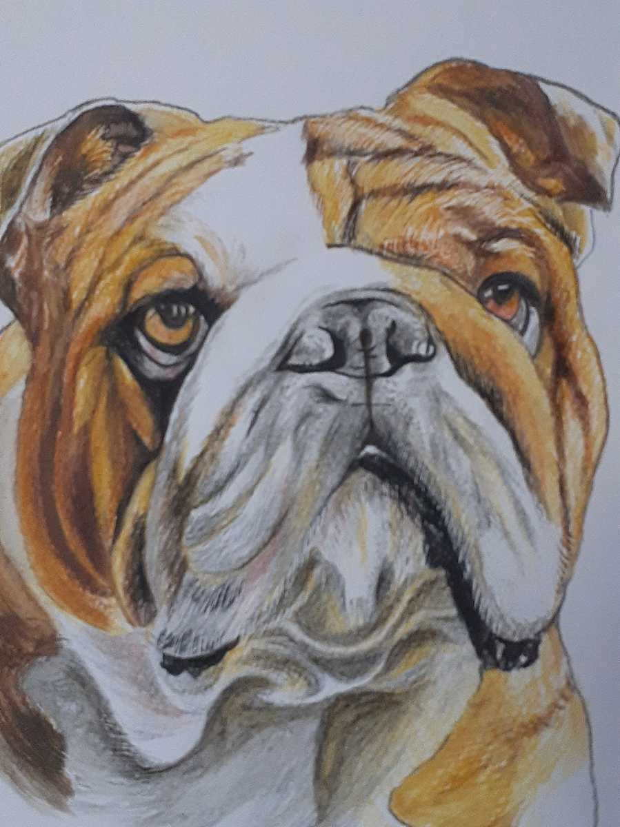 色鉛筆画　Bulldog_画像3