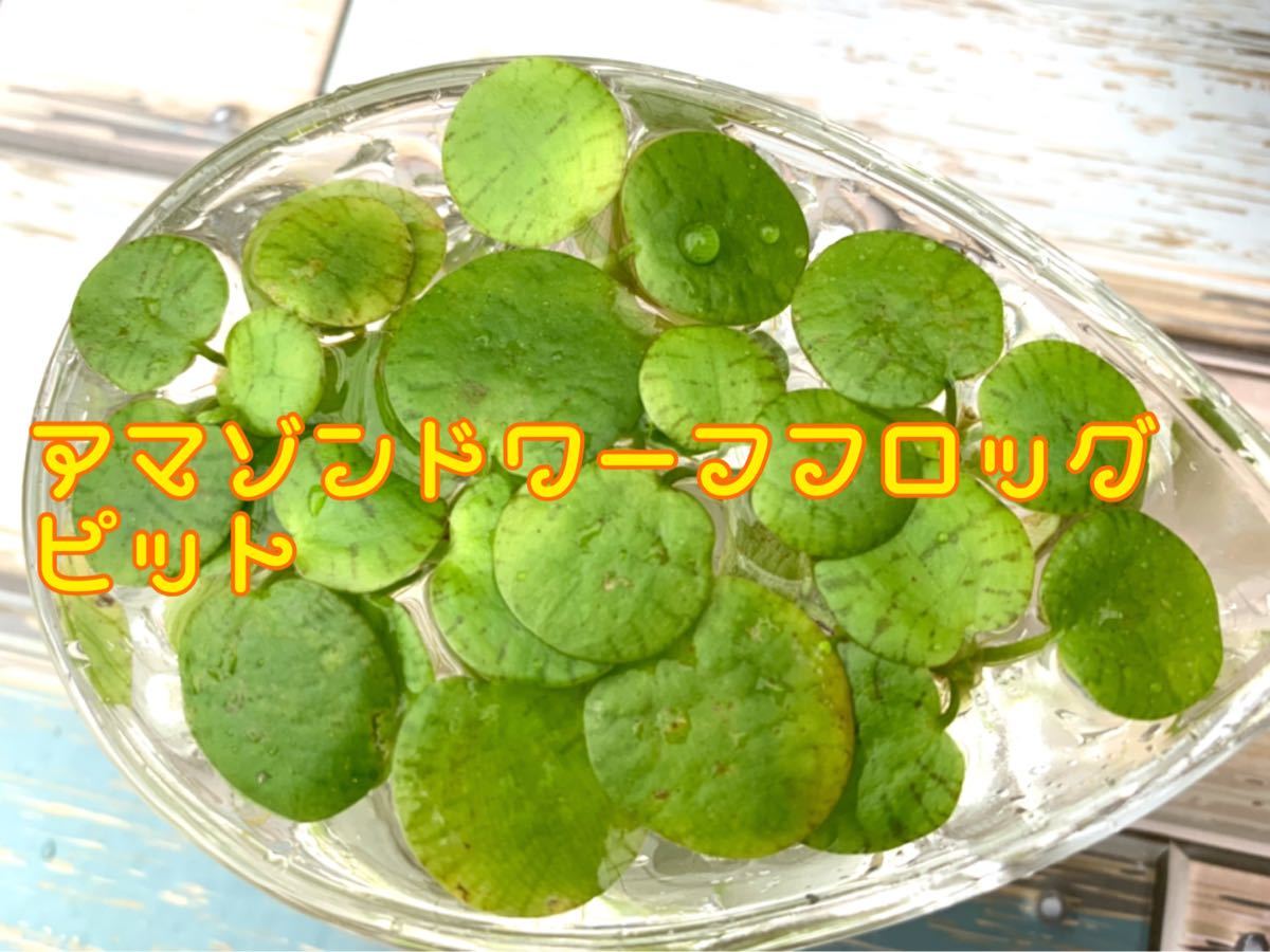 少量セット 水草 浮草 4種セット 産卵床 魚用品 水草 浮草 サルビニアククラータ アナカリス 産卵床