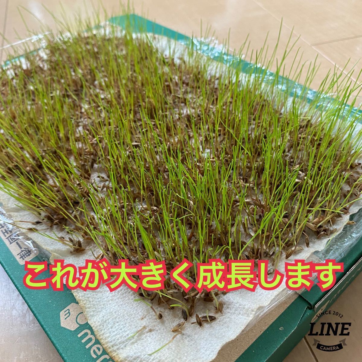 2個セット 生イタリアンライグラス 猫草 生チモシー うさぎモルモット 生牧草 種 おやつ