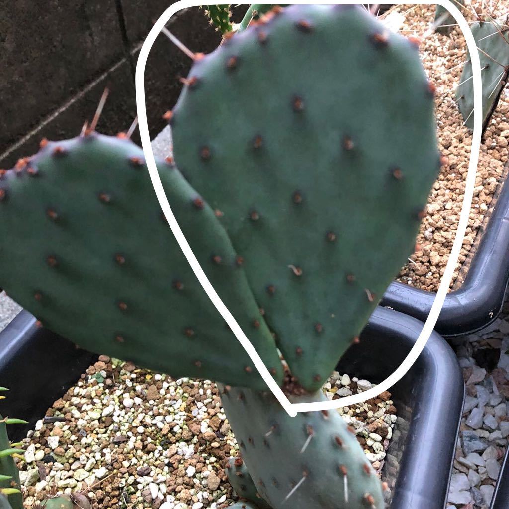 opuntia macrocentra big bend オプンチア ウチワサボテン 団扇サボテン 多肉植物 観葉植物 希少種_画像2