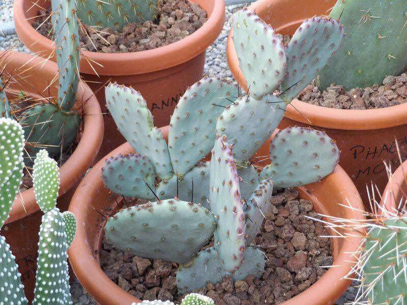 opuntia macrocentra big bend オプンチア ウチワサボテン 団扇サボテン 多肉植物 観葉植物 希少種_画像3