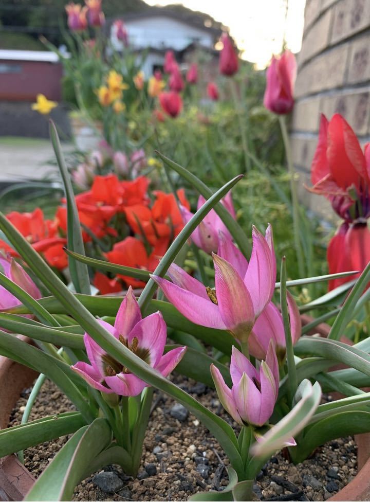 Tulip Violeta 原種系チューリップ ビオレッタ 背丈の低めの、濃いめピンク色が可愛いです♪_画像1