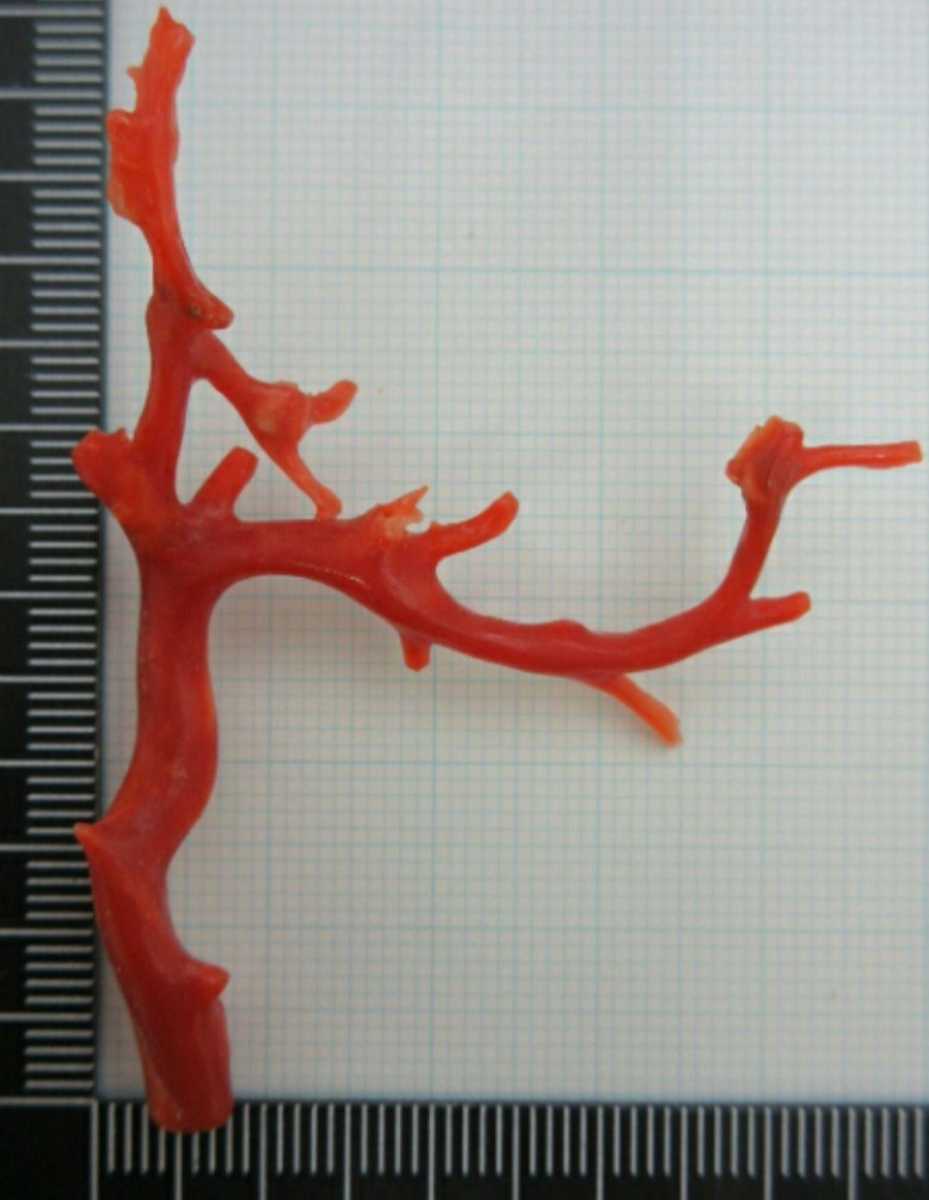 【TOP】血赤珊瑚 サンゴ 3.0g 枝 ルース 根付 g658._画像1
