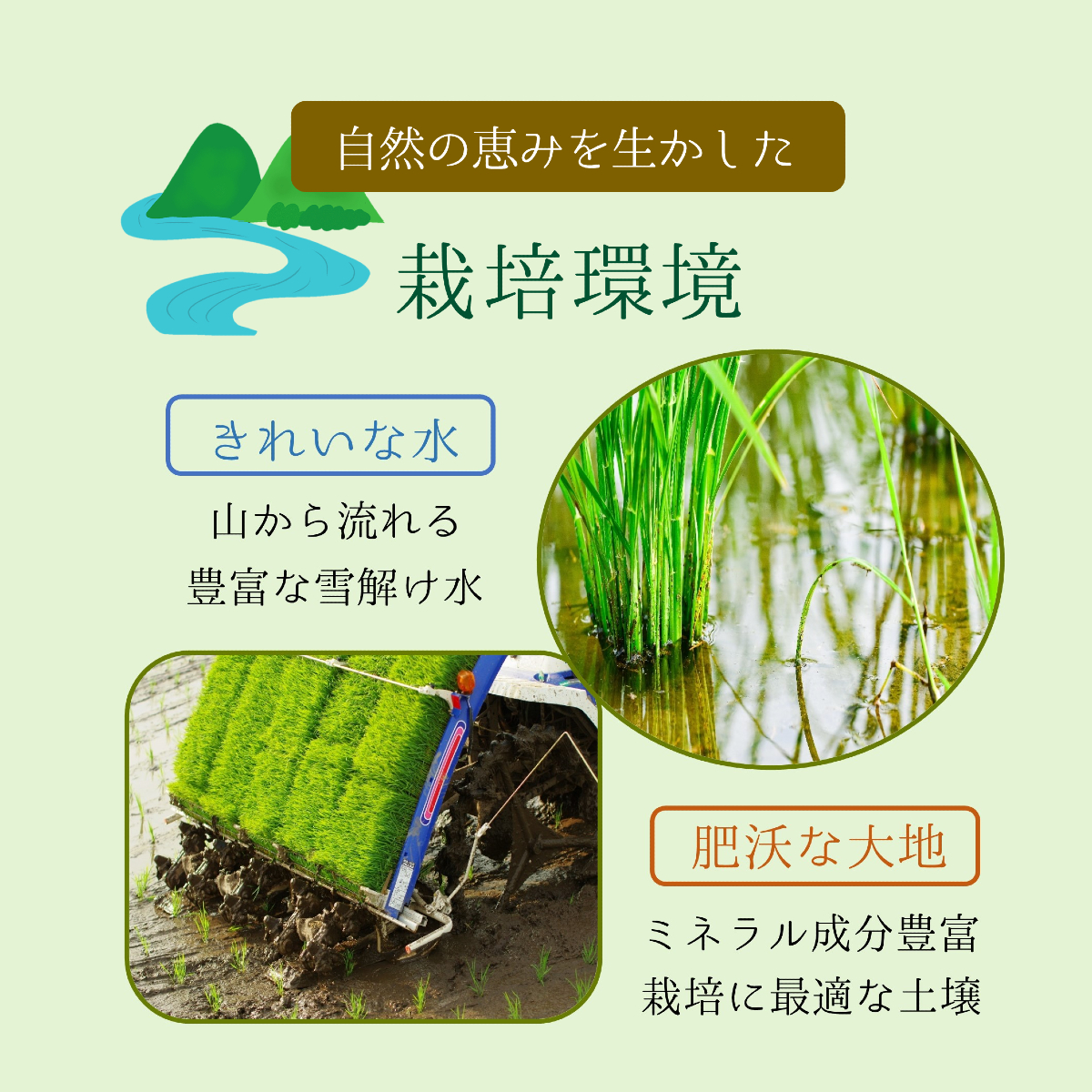 新米 米 お米 20kg つや姫 山形県産 送料無料 玄米 白米 特別栽培米 令和3年産 _画像6