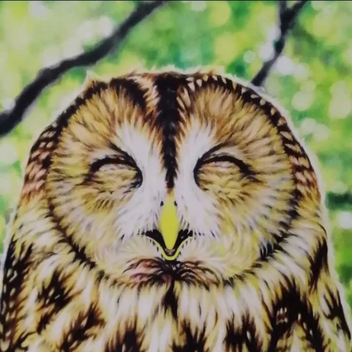 B5 手描きイラストプリント ふくろう ほのぼの モリフクロウ 可愛い 幸運のシンボル 招福 森 猛禽類 癒し 笑顔 絵 縁起 鳥 最大46 Offクーポン 絵