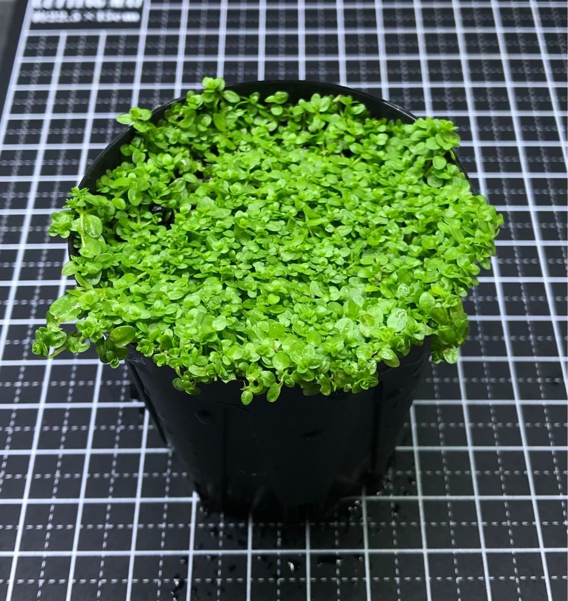 Paypayフリマ キューバパールグラス 水上葉 無農薬 Paypayフリマ キューバパールグラス 水上葉 無農薬
